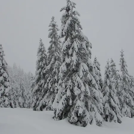 Harz Haennig 1
