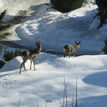 Harz Haennig 1 아파트 *